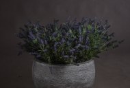 Large Lavender Bush