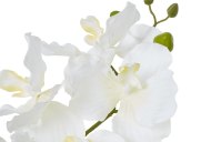 White Vanda Orchid Plant in Ceramic Pot