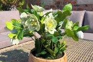 Green Hellebore Plant in Taupe Pot