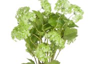 Green Viburnum Spray