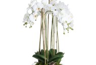 Large White Orchid In Glass Pot